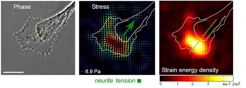 Traction forces generated by a growing neuron